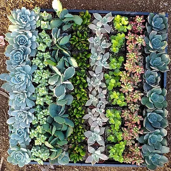 Live Succulent Shopping - VIRTUAL/FACETIME Live Succulent Shopping - VIRTUAL/FACETIME