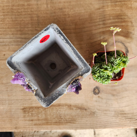 (#911) Deep Purples Crystal Geode - Square Planter