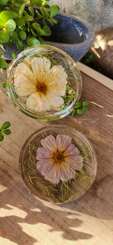 California Poppy & Cosmos Coaster - Set of 2