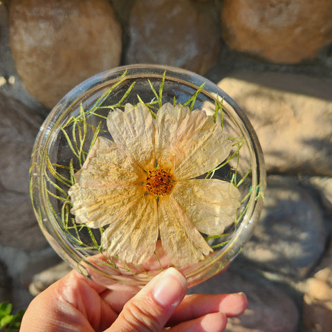California Poppy & Cosmos Coaster - Set of 2