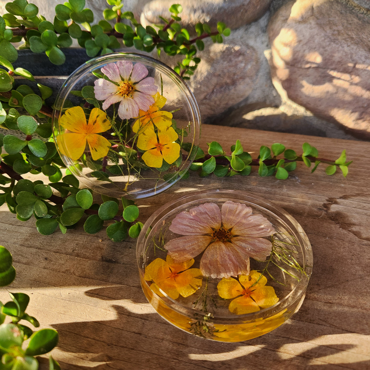 California Poppy & Cosmos Coaster - Set of 2