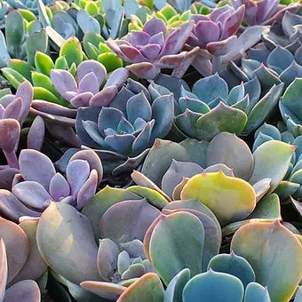 Live Succulent Shopping - VIRTUAL/FACETIME