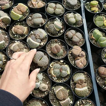 Live Succulent Shopping - VIRTUAL/FACETIME